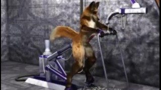 Taurin Fox Yiff Machine